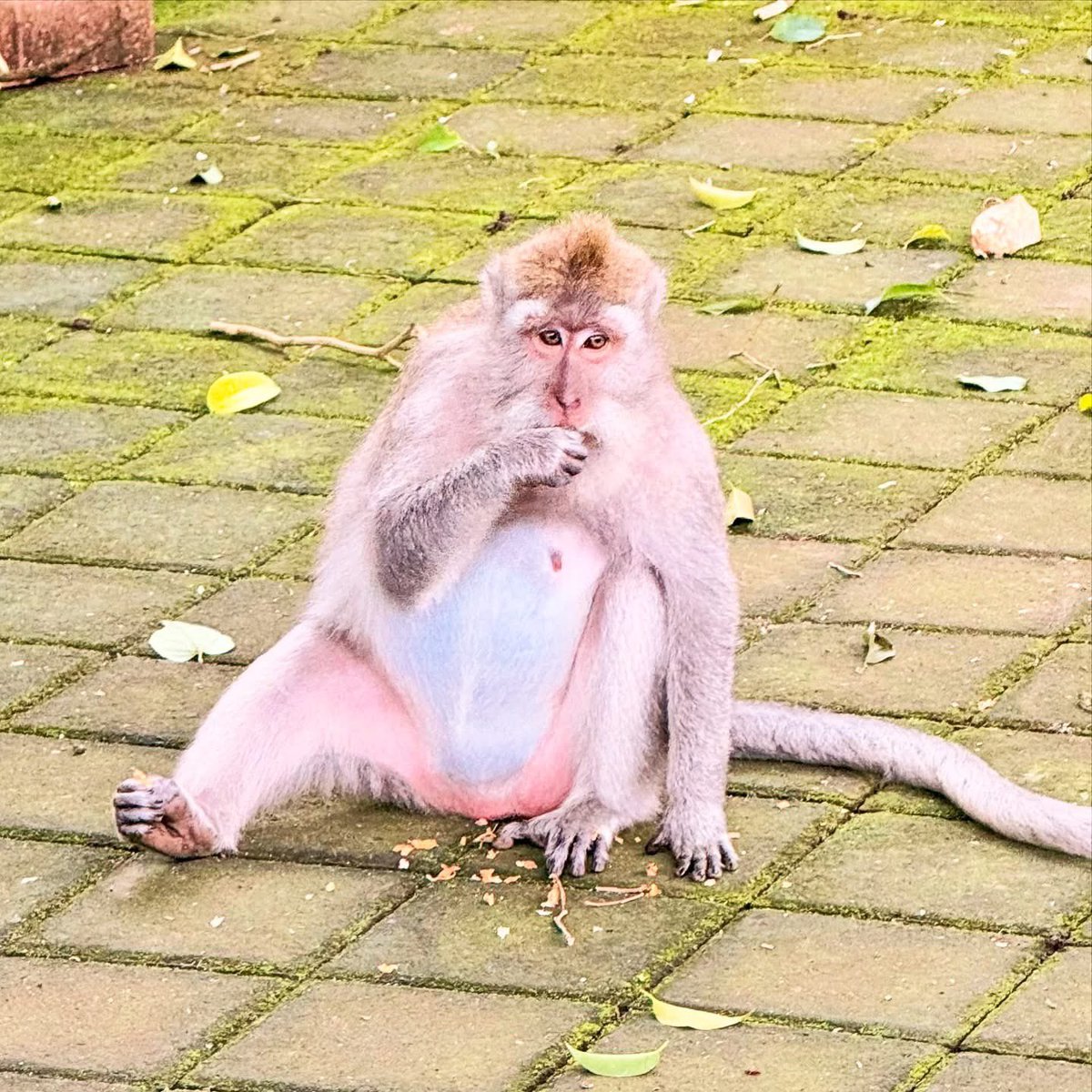 Ein Tag in Ubud 🌿
Zwischen Palastarchitektur, balinesischem Essen und tierischen Begegnungen – manchmal reicht es, einfach durch die Straßen zu streifen und sich treiben zu lassen.
#Bali #Ubud #Travel