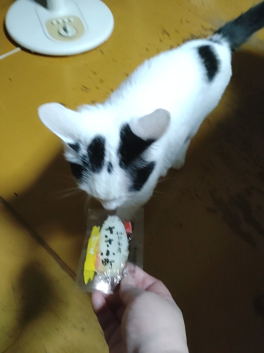 おいちそうな匂いがするにゃ😻
ごめん、
笹かまだから無理だよ🥲