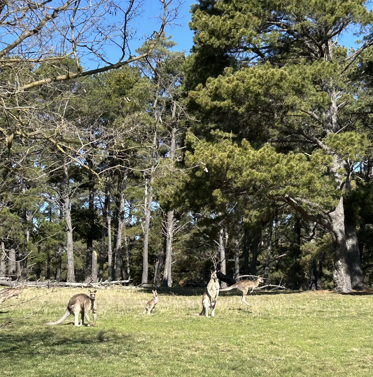 Great honour and privilege to be received by H.E. the Hon Sam Mostyn AC, 🇦🇺 Governor-General, experience the Ngunnawal Smoking Ceremony 🔥, hear the Latvian 🇱🇻 anthem played by the Military Guard of Honour ⚔️, sit in the historical Rolls-Royce 👑 and see my first kangaroos 🦘