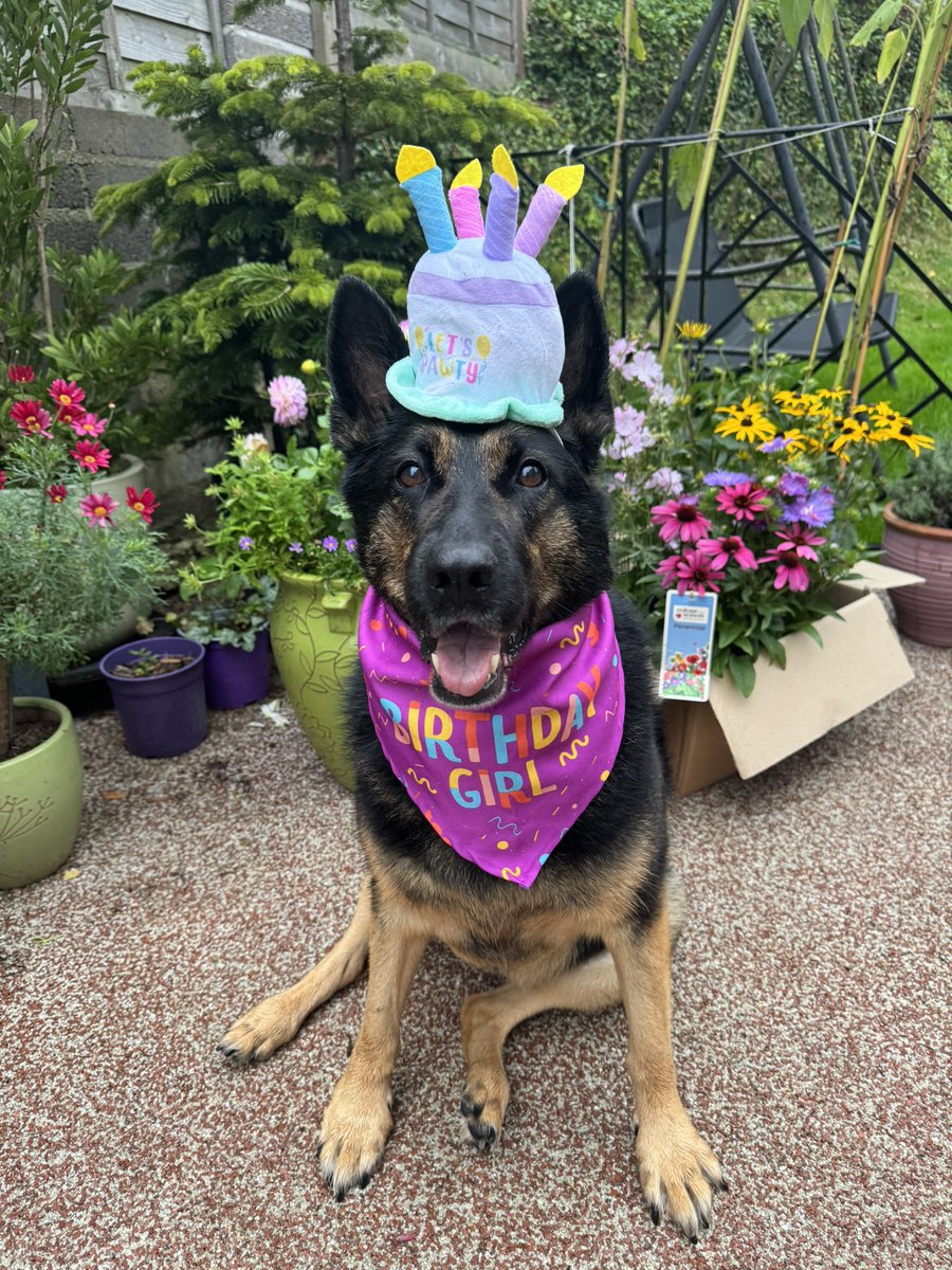 It’s my birthday ☺️ I’m 11 today ! Excited for the day ahead 💙🐾