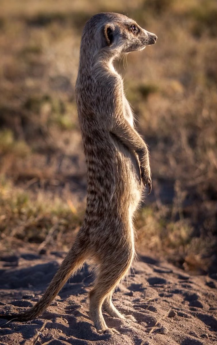 Donald Trump’s signature looks like a meerkat!