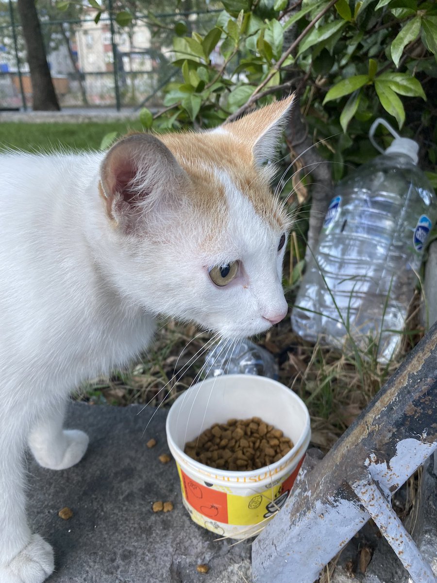 bizim fenerbahçeye bağlılık