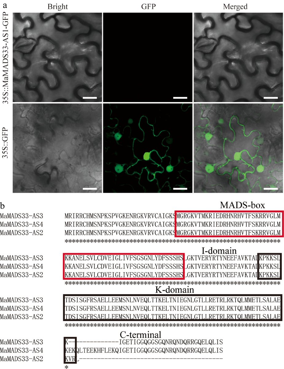 ForestryRes's tweet photo. #ForestryRes #lncrna #mulberrytree #stress
🌼 🍂 MaMADS33 variants linked to cold response. Discovered isoforms, MaWAP18 interaction. Unraveling plant mystery! 🌱✨
@MaximumAcademic @FrontPlantSci @AbioticStress
Details: https://t.co/o3G8dVrOJd https://t.co/QxyyUN2L6j