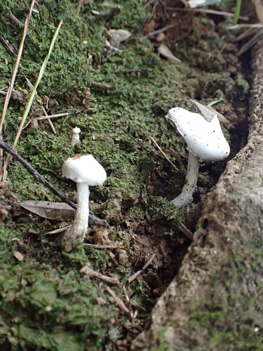 OnifusubePhar's tweet photo. ヤシャイグチ
Austroboletus

傘が異様に白いが胞子はヤシャイグチ https://t.co/O5y4bEPpJ3
