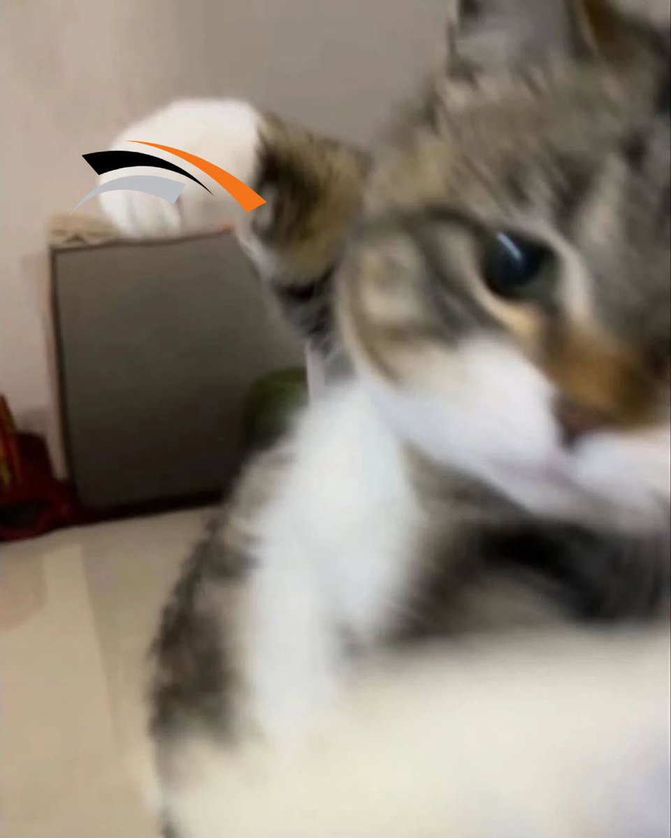 emily 🍊 tweet media