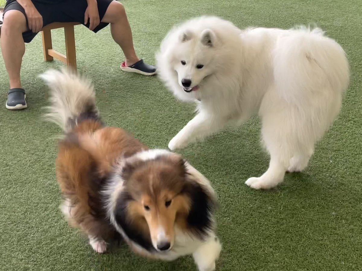 yukimarusamoyed's tweet image. 本日も短時間でしたがドッグランのガモウパークで🐩
一緒に遊んで頂いた方々ありがとうございました😊
雨降り予報だったからプール遊びしなかったけど遊べば良かったかな💦