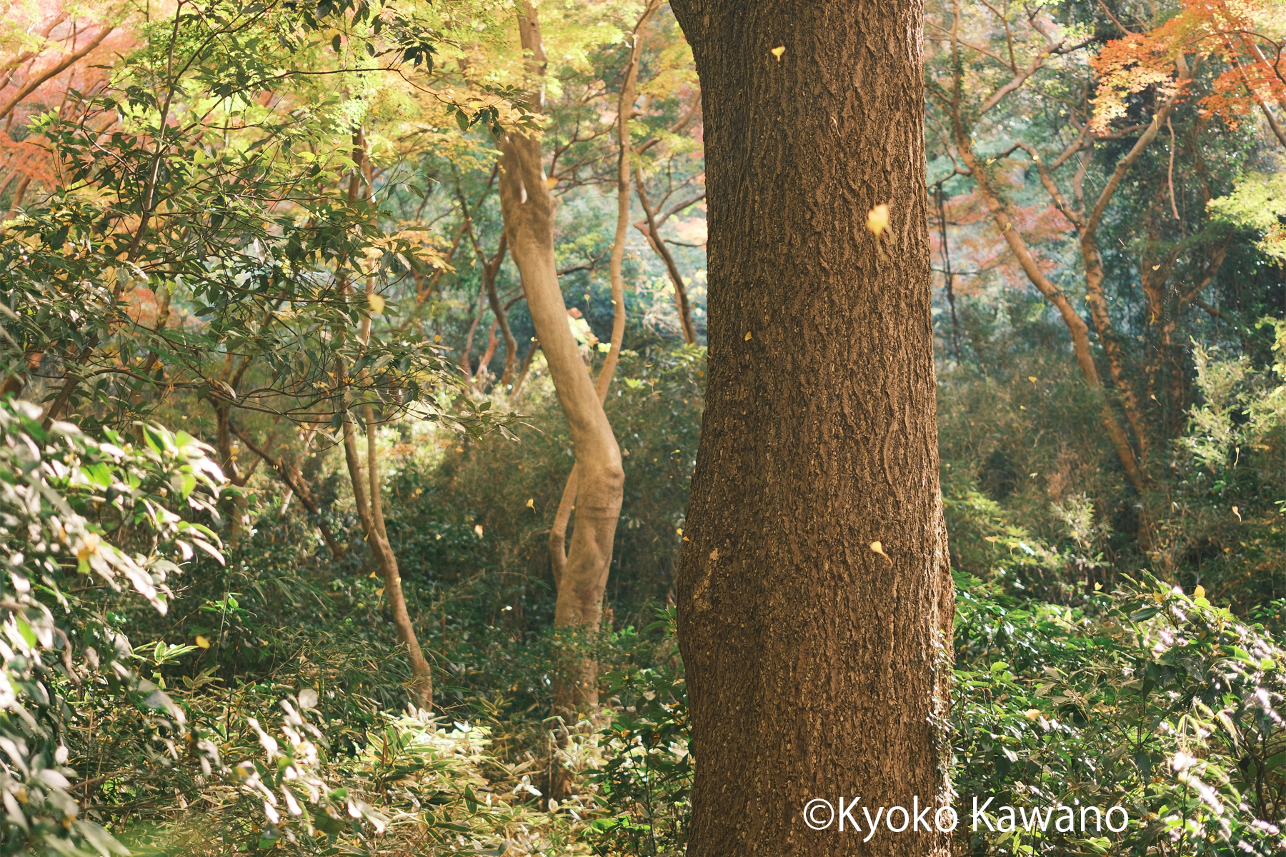 MMページ⭐︎風景　写真 Fujifilm House of Photography in Metaverse 【公式】 on X