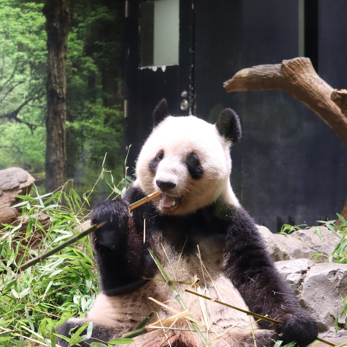 上野動物園ジャイアントパンダ