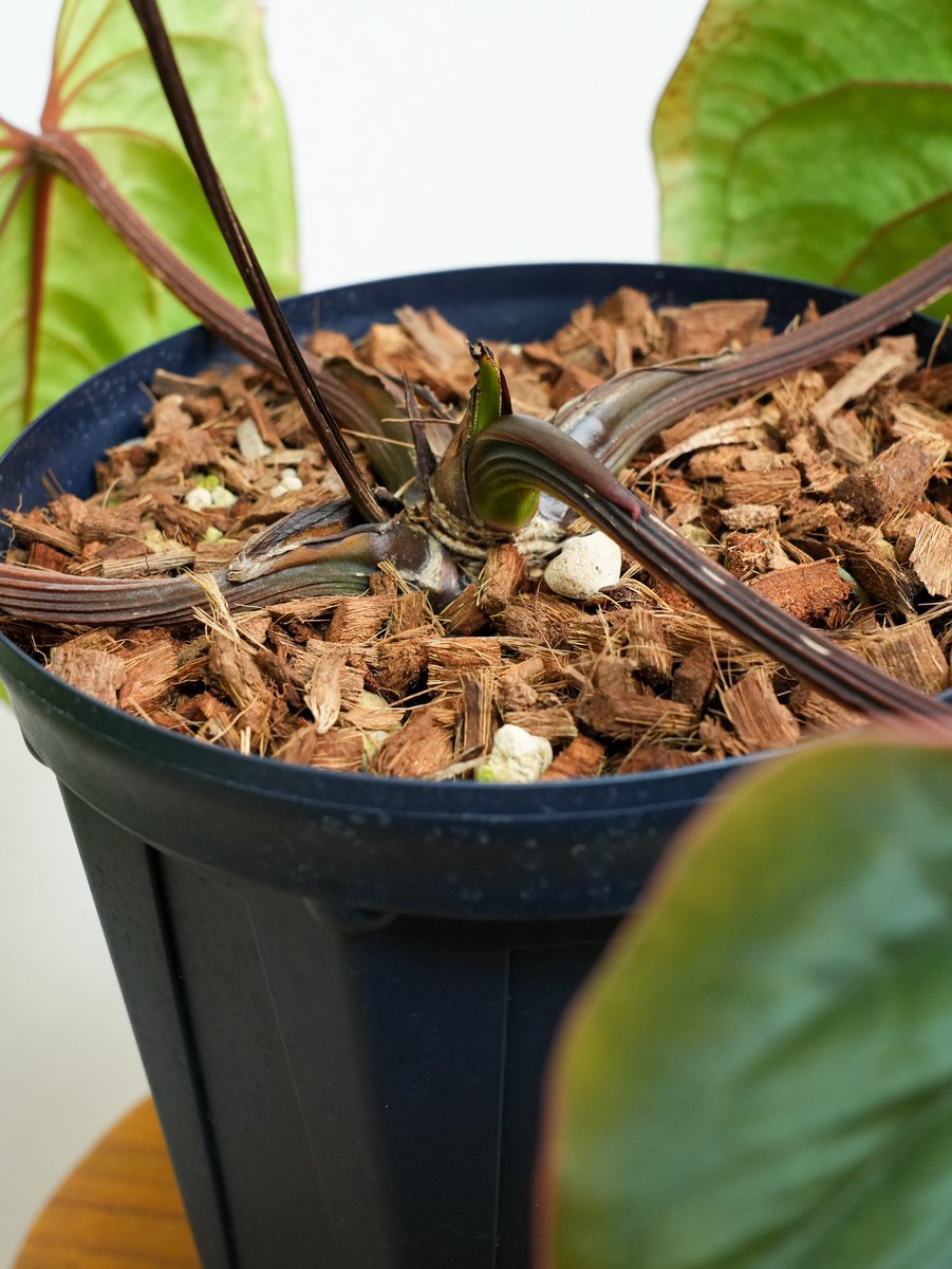 値下げ！アンスリューム♡銅葉　大株 🍀Anthurium 'Black widow' （13） ✖︎ 'Black widow' （43