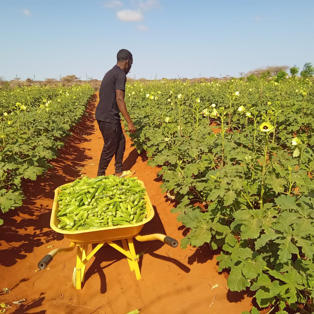 SDCSOM's tweet image. 🌱🚜 Farmers across both districts are harvesting 🍉🍅🌶️🥒 thanks to early disease detection, agronomist follow-ups, quality seeds &amp;amp; smart irrigation. 💧 Stronger harvests, stronger food systems! 🌾✨