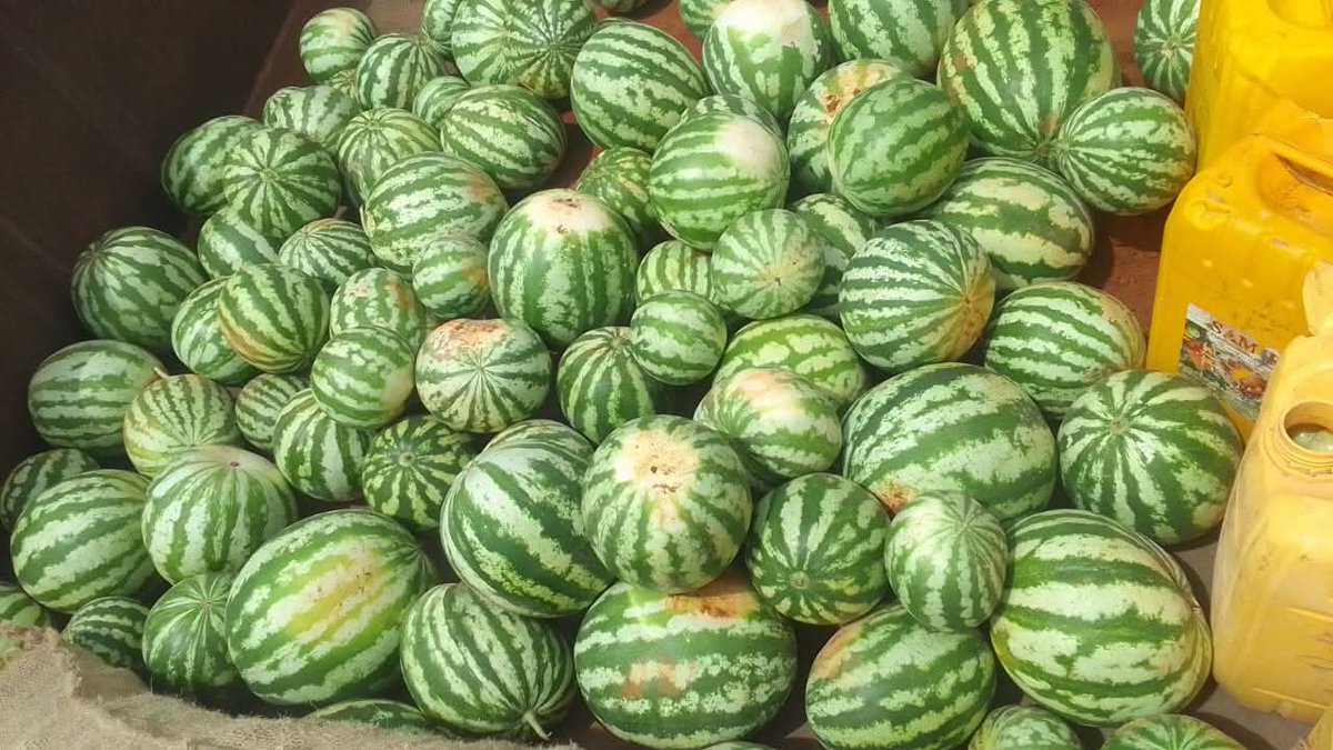 SDCSOM's tweet image. 🌱🚜 Farmers across both districts are harvesting 🍉🍅🌶️🥒 thanks to early disease detection, agronomist follow-ups, quality seeds &amp;amp; smart irrigation. 💧 Stronger harvests, stronger food systems! 🌾✨