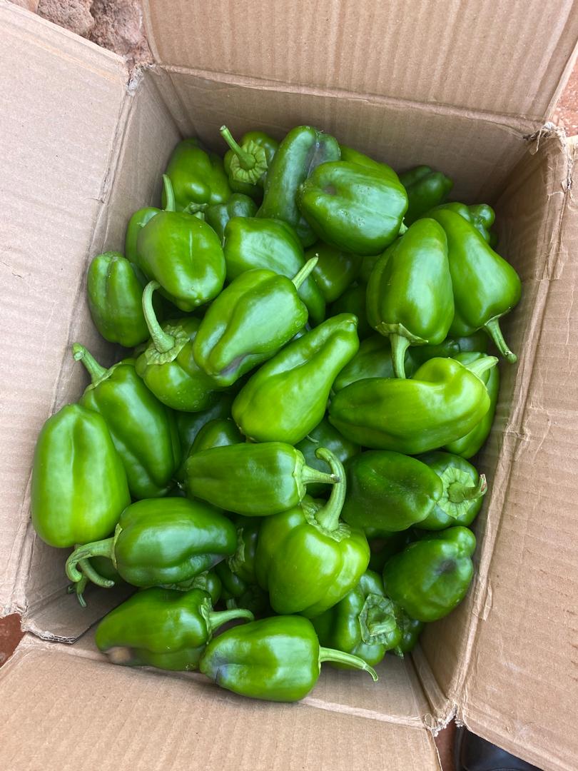 SDCSOM's tweet image. 🌱🚜 Farmers across both districts are harvesting 🍉🍅🌶️🥒 thanks to early disease detection, agronomist follow-ups, quality seeds &amp;amp; smart irrigation. 💧 Stronger harvests, stronger food systems! 🌾✨