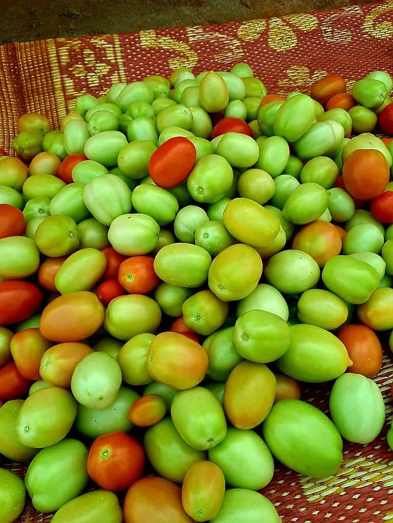 SDCSOM's tweet image. 🌱🚜 Farmers across both districts are harvesting 🍉🍅🌶️🥒 thanks to early disease detection, agronomist follow-ups, quality seeds &amp;amp; smart irrigation. 💧 Stronger harvests, stronger food systems! 🌾✨