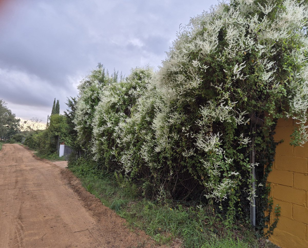 gataambbotes II☆II tweet media