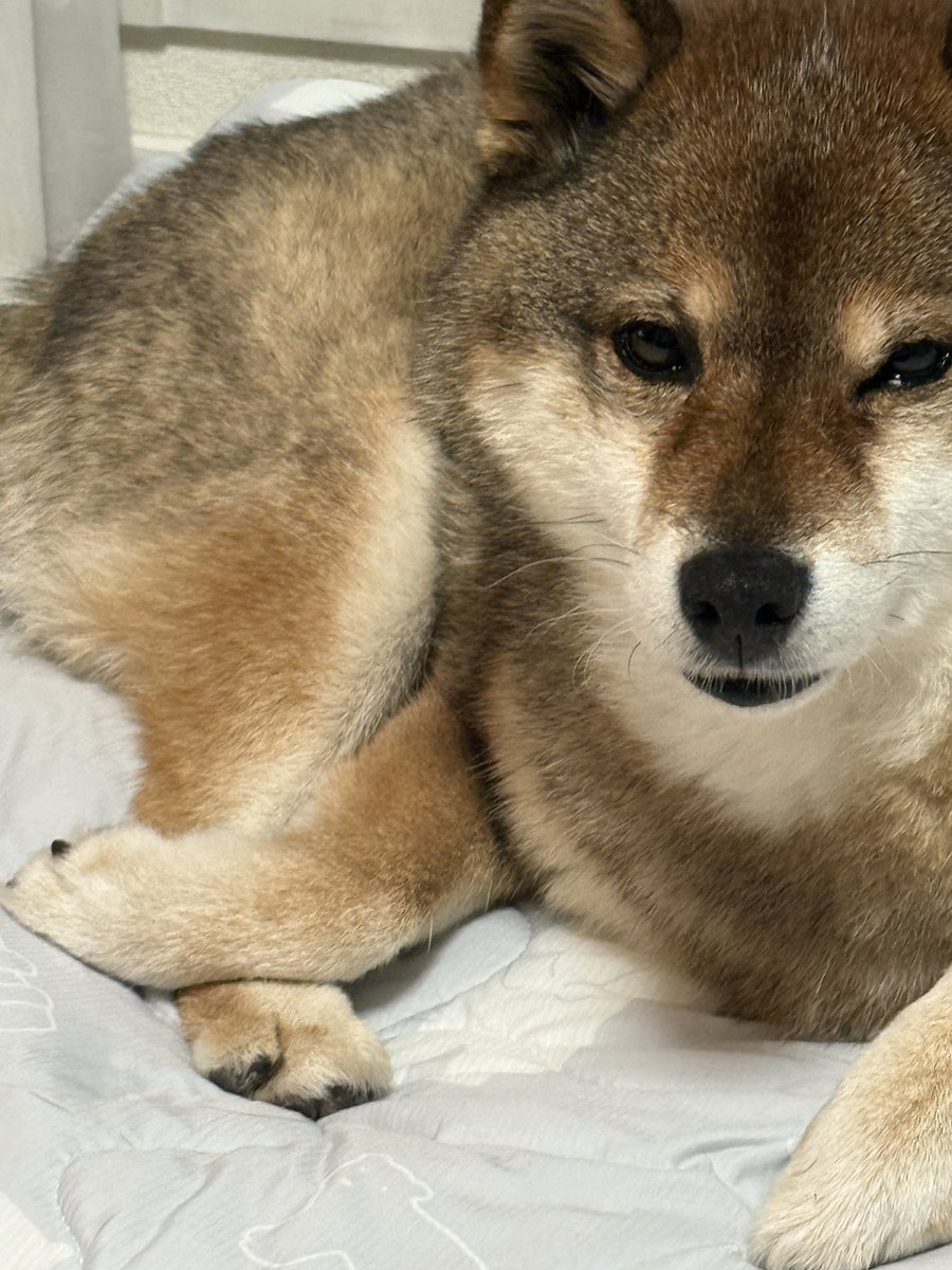 よく見たら足が複雑。