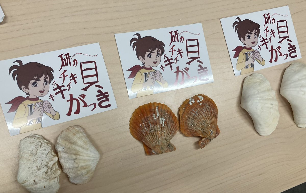 頭のお詳しい西さんが、どうしても研と一緒に、キチキチしたい！
というだけの理由で商品のラインナップに入った、「研のキチキチ貝楽器」なんDA!
いわゆる「ギロ」と呼ばれる打楽器と同じ使い方なので、打楽器奏者の演奏姿をみて、一緒に演奏するのじゃ！