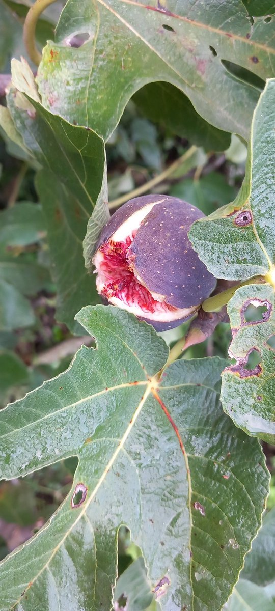 آج ہمیں معلوم ہوا امرود کیا چیز ہوتی ہے