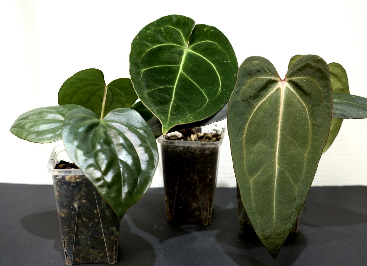 その他観葉植物 nori Nori / NPG(Nori Plants Garden) (@nori__plants) / X