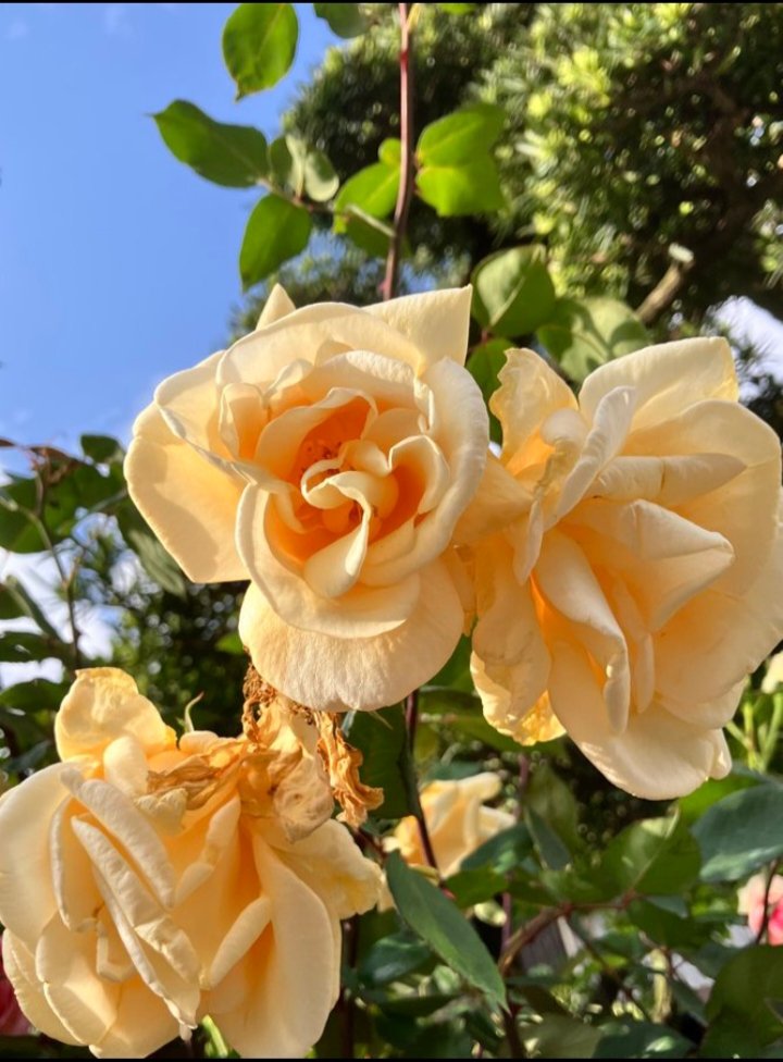 Prit495's tweet image. दिल और दिमाग दोनों
                   जिद पर अड़े हैं,
दोनों अलग अलग लड़की
                    के पिछे पड़े हैं...
#PitruPaksha