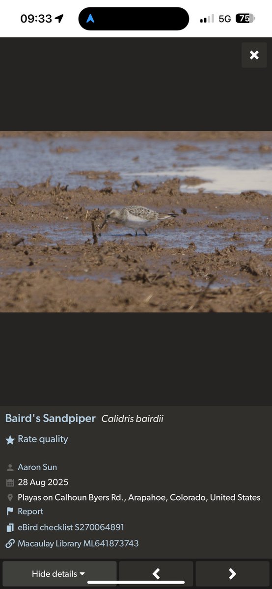 Looks like yesterdays Bairds at North Point isn’t what it seemed