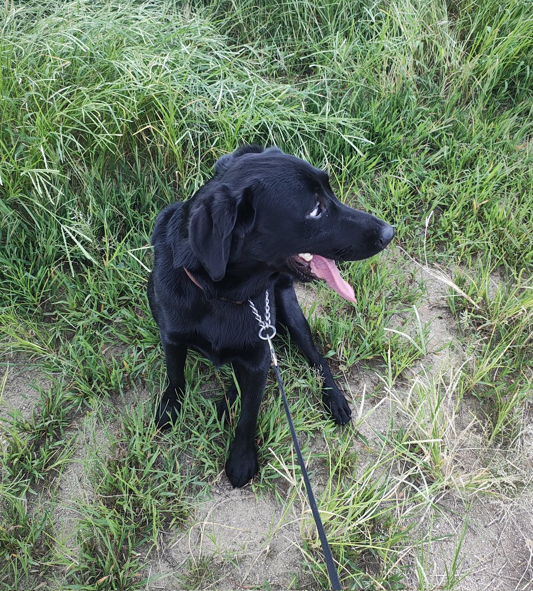 ご乱心ポストでお騒がせしましたがジュノさんと散歩しててケツポケで携帯が暴走してたようですw
乗っ取られてはいませんのでご安心を😂