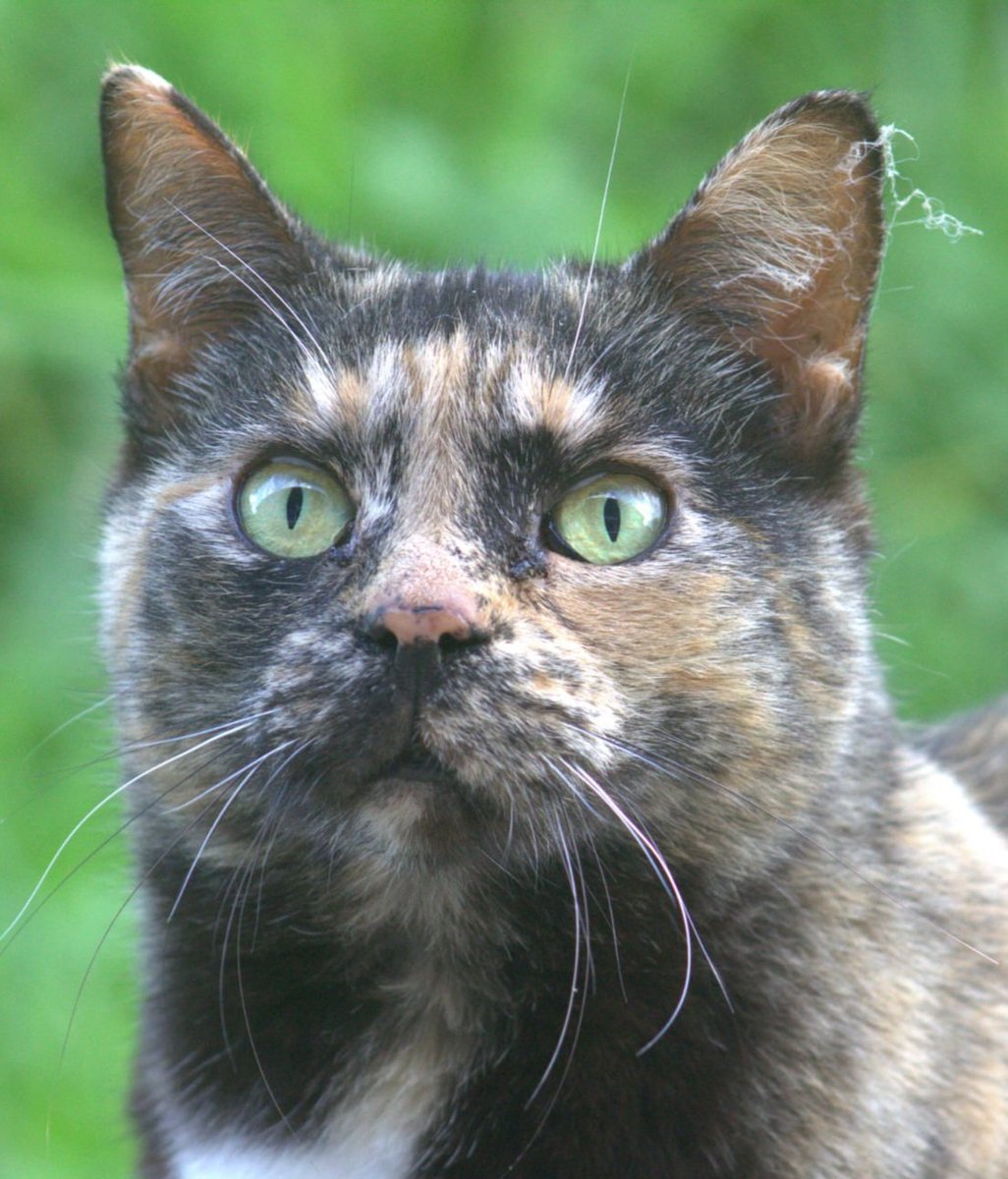Shame my kitty had some cobwebs on her ear.... wouldve been a cracker shot otherwise.