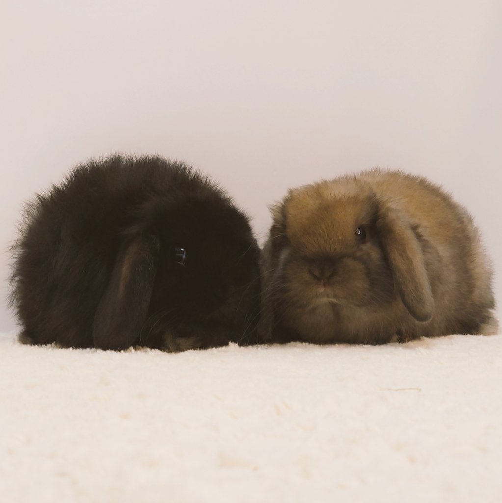 うさぎ専門店うさぎ村 on X: 