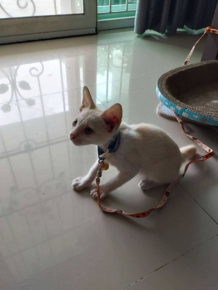 Catster & Co บ้านพักพิงแมวจร tweet media