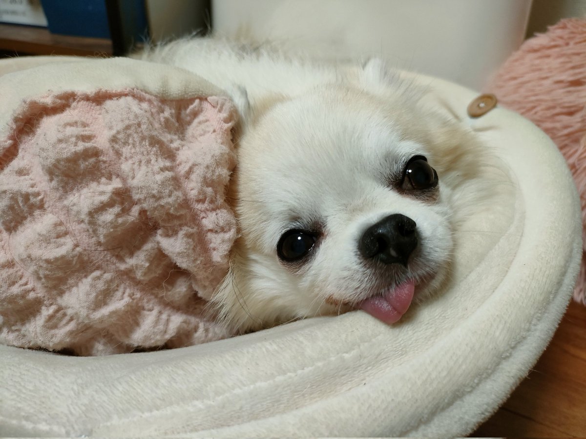 チワワ - Search / X