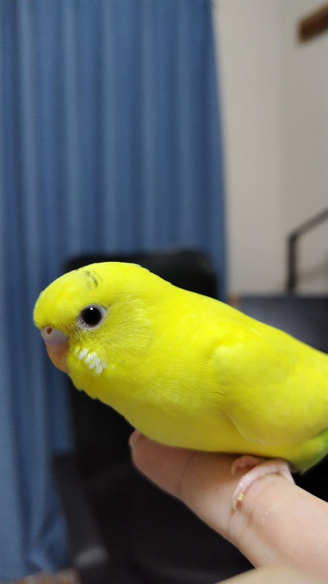 カラス(墨鴉) tweet media