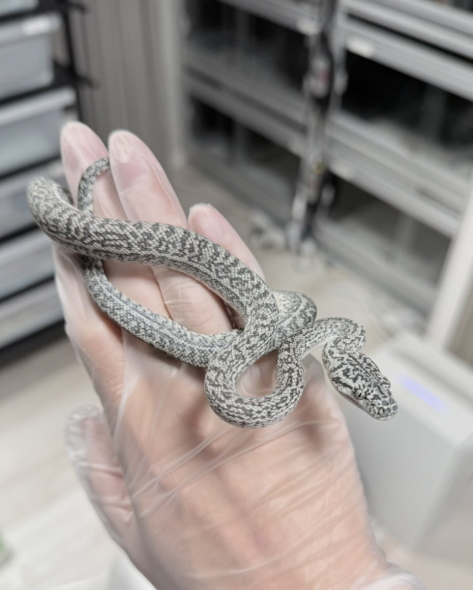 tnpythons's tweet image. 販売個体

キャラメルアザングラナイト♀

両親共にタイガー入ってないけど横腹にストライプが入ってる個体になります🐍

#カーペットパイソン
#burikura