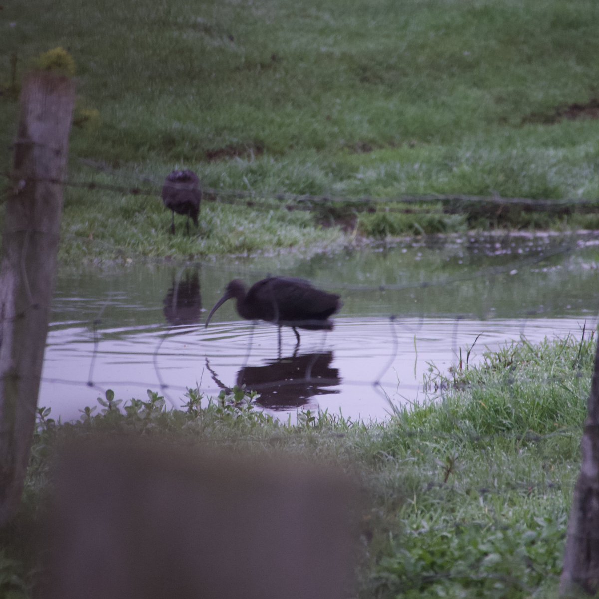 c4hub's tweet image. Stanford Reservoir - another quality couple of hours on the patch. 3 Glossy Ibis briefly, Cattle Egret, Great Egret, 8 Little Egret &amp;amp; Black-necked Grebe. @LandRbirds @rg_stanford.
Poor record images of the Ibis through a hedge and fence!