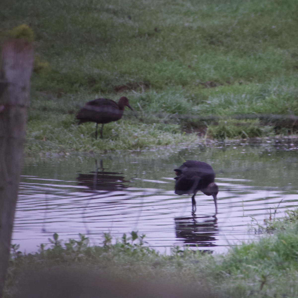 Stanford Reservoir - another quality couple of hours on the patch. 3 Glossy Ibis briefly, Cattle Egret, Great Egret, 8 Little Egret &amp; Black-necked Grebe. <a href="/LandRbirds/">Birds of Leicestershire & Rutland</a> <a href="/rg_stanford/">Stanford_RG</a>.
Poor record images of the Ibis through a hedge and fence!