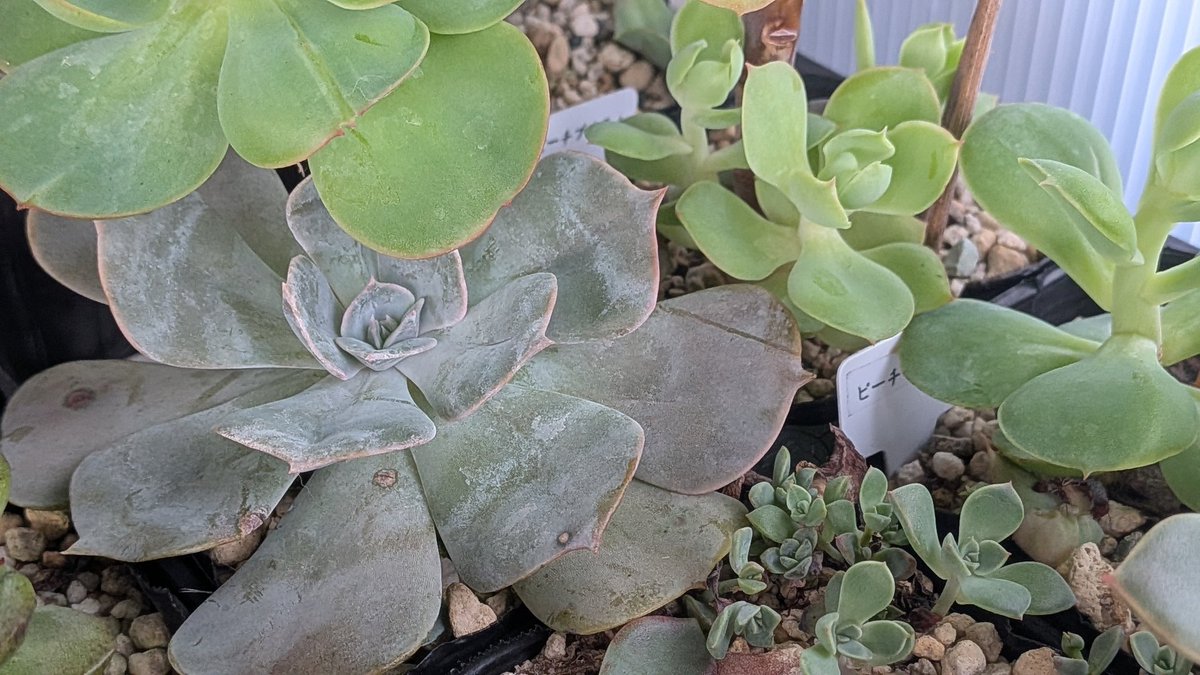 マリリン - Search / X