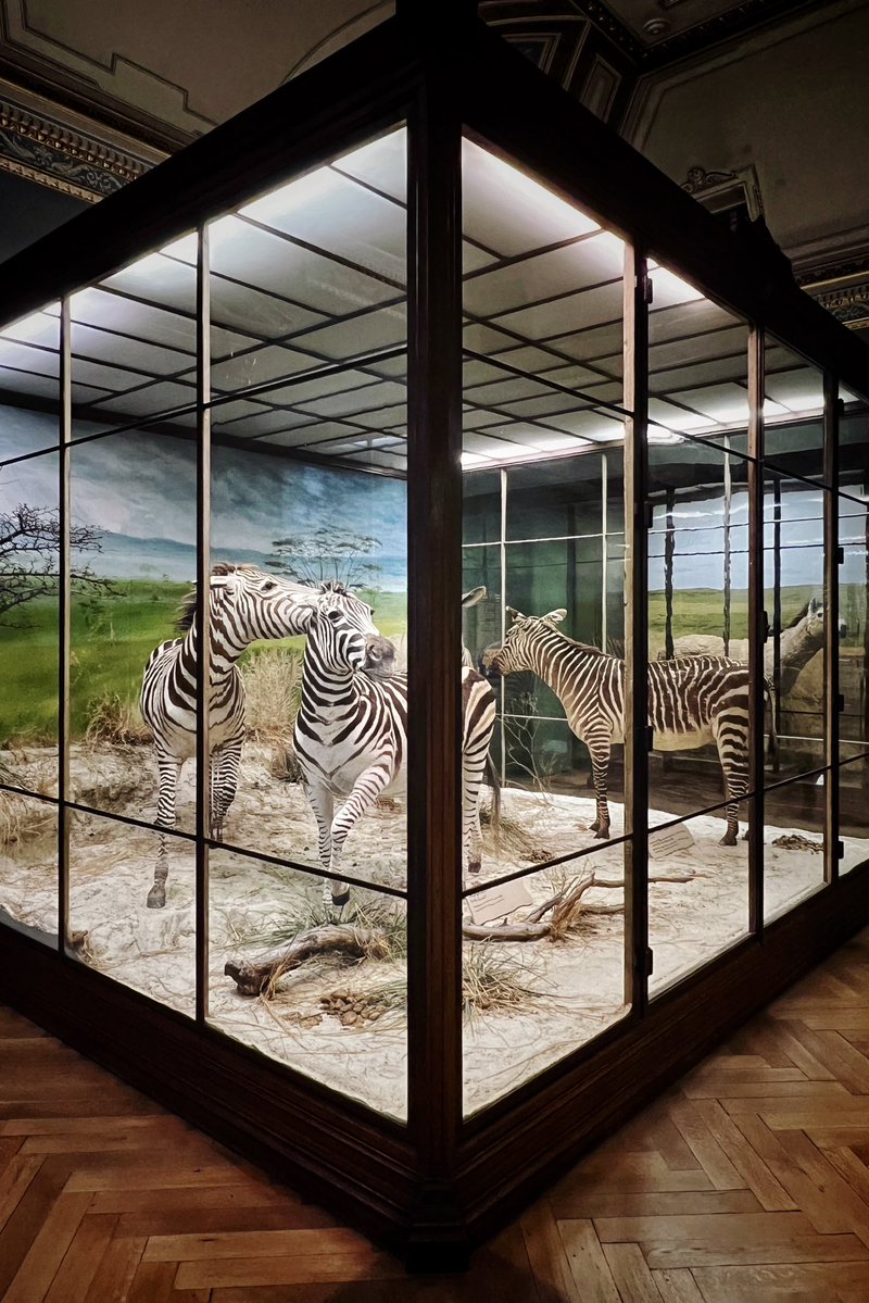 Silber+Salz (@silbersalzig) on Twitter photo <a href="/DailyPicTheme2/">Daily Picture Theme</a> #Incredible how real the diorama specimens look in The Natural History Museum Vienna.
#DailyPictureTheme <a href="/DailyPicTheme2/">Daily Picture Theme</a> #Incredible how real the diorama specimens look in The Natural History Museum Vienna.
#DailyPictureTheme