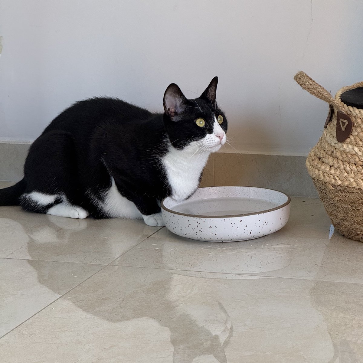 gm
do yourself a favor and get a cat!