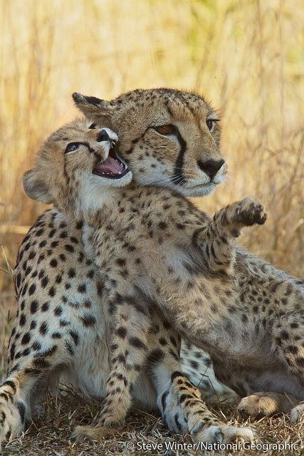 My health is getting worse 

I’m heavily swollen, may have kidney, liver &amp; gallbladder issues. 
I need tests &amp; real treatment.
Even small d0nati0ns or RT help a lot.
 
Pay//pal: kammysmb@gmail.com
Buymeacoffee: buymeacoffee.com/dominol199a
I will be thankful for any help.