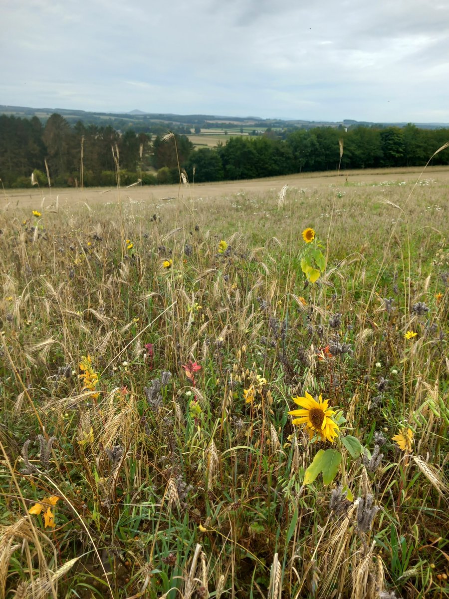 I've lived here nearly 2 years and run this route about once a week, how have I only just noticed this field is surrounded by a huge border of wild sunflowers? 😭 🌻 💛