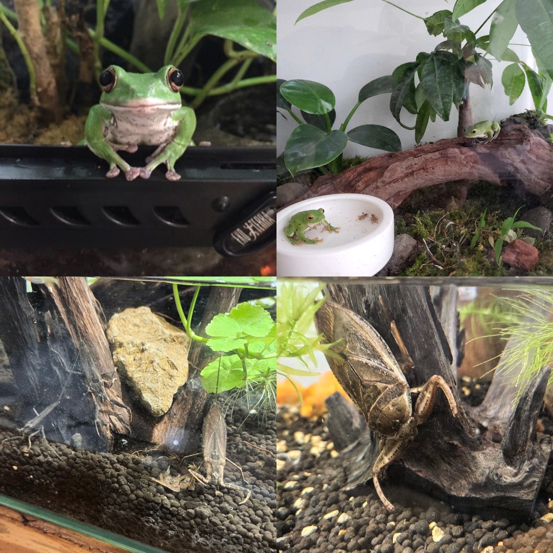 気付けばフォロワーさん100人✨
ありがとうございます🙇

いつも皆さんのポスト楽しませてもらってます♪♪
採集も好きだしいろいろな生き物飼ってて中には苦手な方もいるかもしれませんが見てくれてありがとうございます😊
いいねも感謝です✨

これからもよろしくお願いします🫡