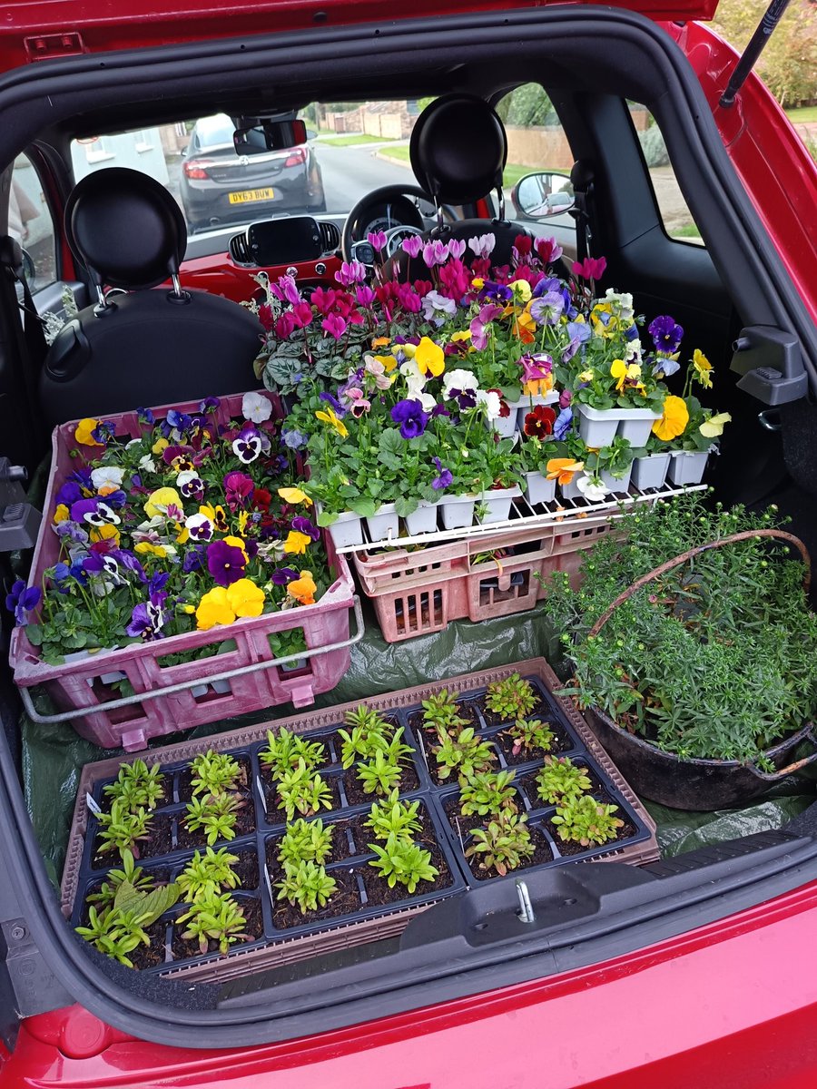 Last few but a lovely selection of Autumn bedding plants will be available on the fundraising plant stall at the side of 163 High Street Hook DN14 5PL 
ALL £2 each FROM SUNDAY  (individual pots &amp; trays with multiple plants) 
Help yourself pop money through letterbox