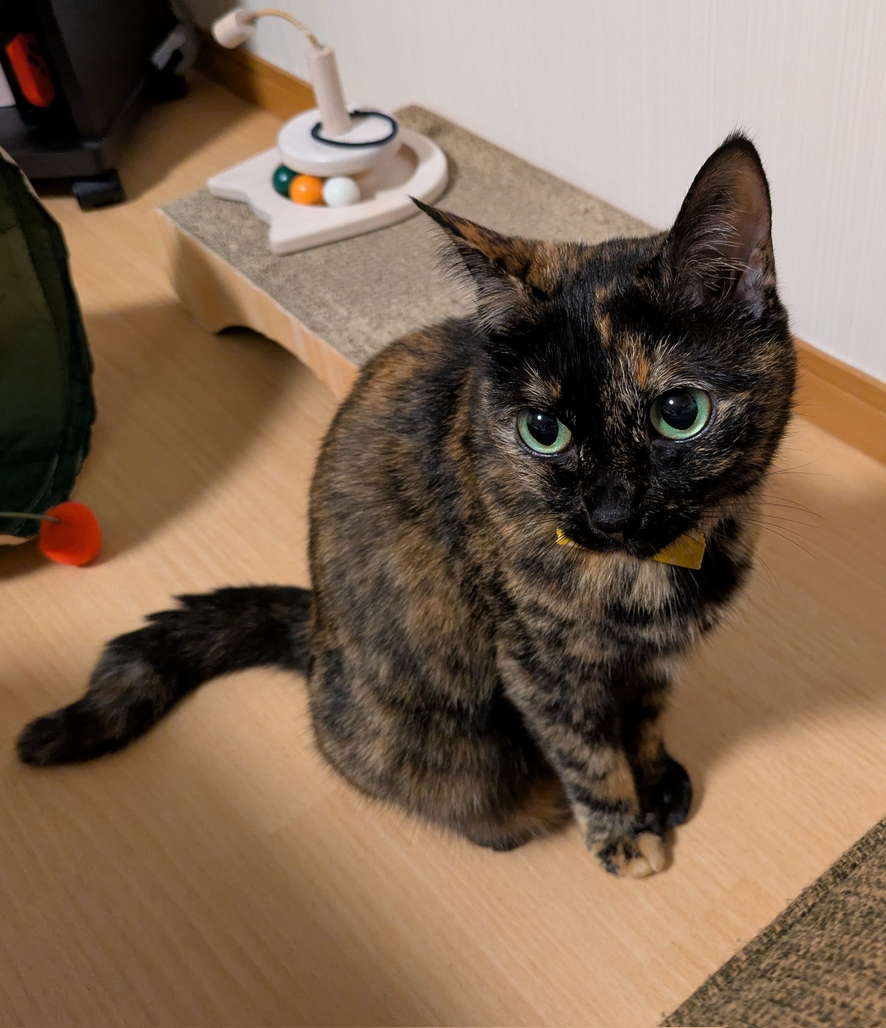 サビ猫こまち on X: 
