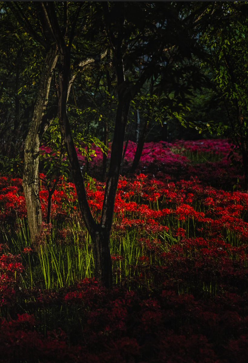 벌써 꽃무릇 철이 다가왔네요
슬슬 촬영을 시작해야 싶네요~

간만에 들어왔는데
촬영이야기라니... ㅋ