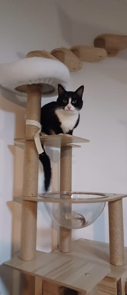 Kzaz 🌹 (@kiasazand) on Twitter photo <a href="/DailyPicTheme2/">Daily Picture Theme</a> Ziggy has an #incredible cat tree to play and rest on. He absolutely loves it!
#DailyPictureTheme <a href="/DailyPicTheme2/">Daily Picture Theme</a> Ziggy has an #incredible cat tree to play and rest on. He absolutely loves it!
#DailyPictureTheme