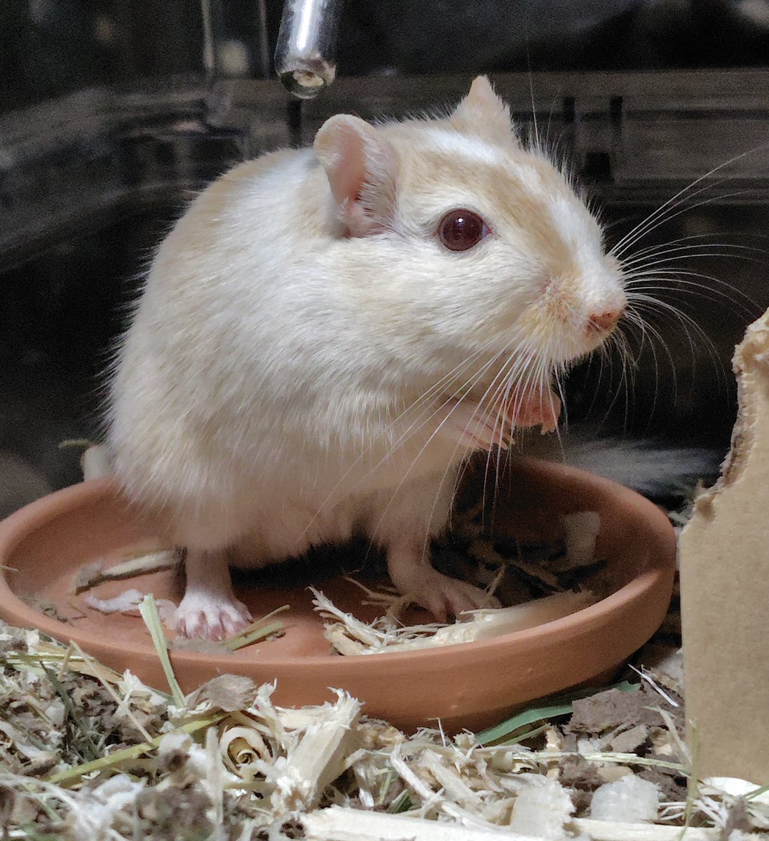 夜も元気なゴンザ。ちょっと鼻血が出ているのか鼻の下に赤いかんじがあり心配