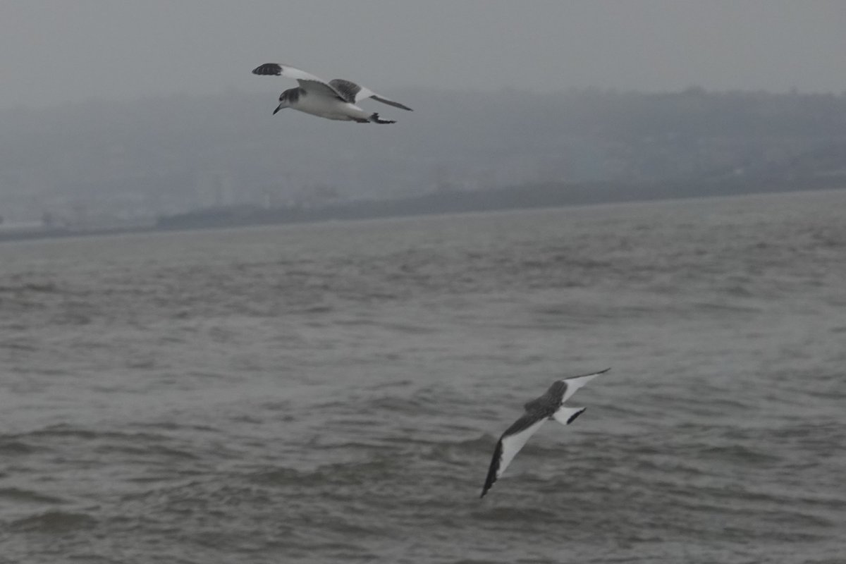 Steve Rosser tweet media