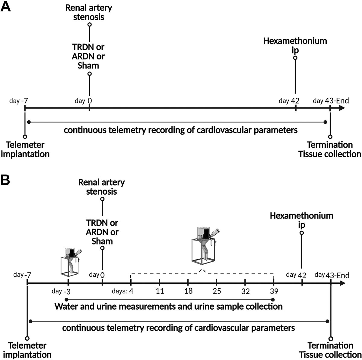 AJPRegu's tweet image. 📈 Top Cited Research Article by MR Lauar et al. (@umnmedschool @michiganstateu @UAZHealth) #Renal and #hypothalamic #inflammation in #renovascular# hypertension: role of afferent #renalnerves (ow.ly/F64T50WKrEF)