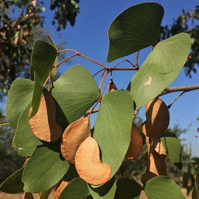 Seeds and Plants tweet media