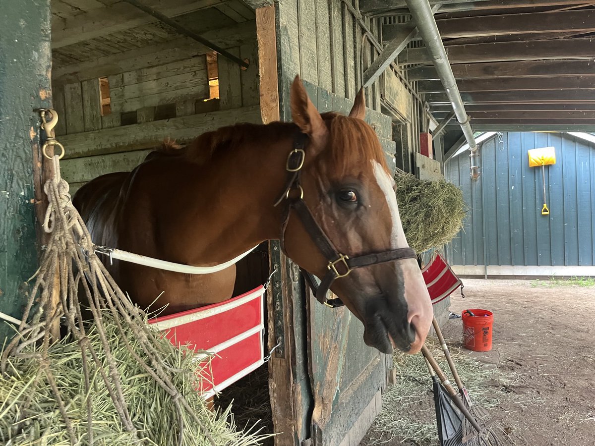 LolaRaces's tweet photo. Messi the Magician w OH Moreno up 🏇🏿 &amp; Majestic Arc w ⁦@romeronlsa⁩ 🏇🏿 up are both entered in the 6th today at the Big A! Good luck to the connections 💙 ⁦@Rudyrodriguez32⁩ https://t.co/MlTPOyKoNP