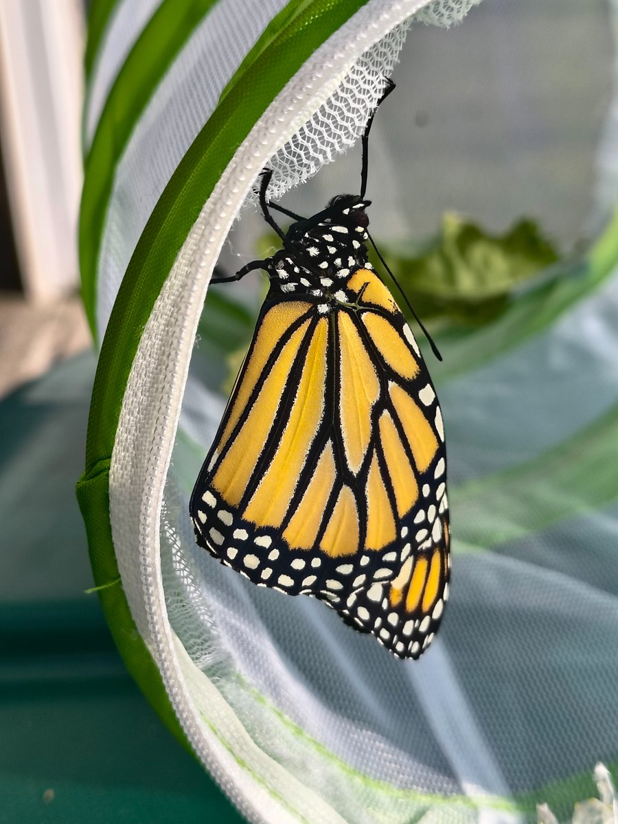 I have successfully raised one Monarch caterpillar to a butterfly. 

Still have two more upstairs waiting to hatch. 

#butterflyFABDad