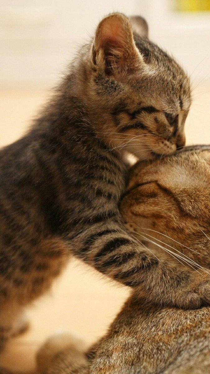Cat is Amazing 🐈‍⬛ (@amazingcatss) on Twitter photo 
